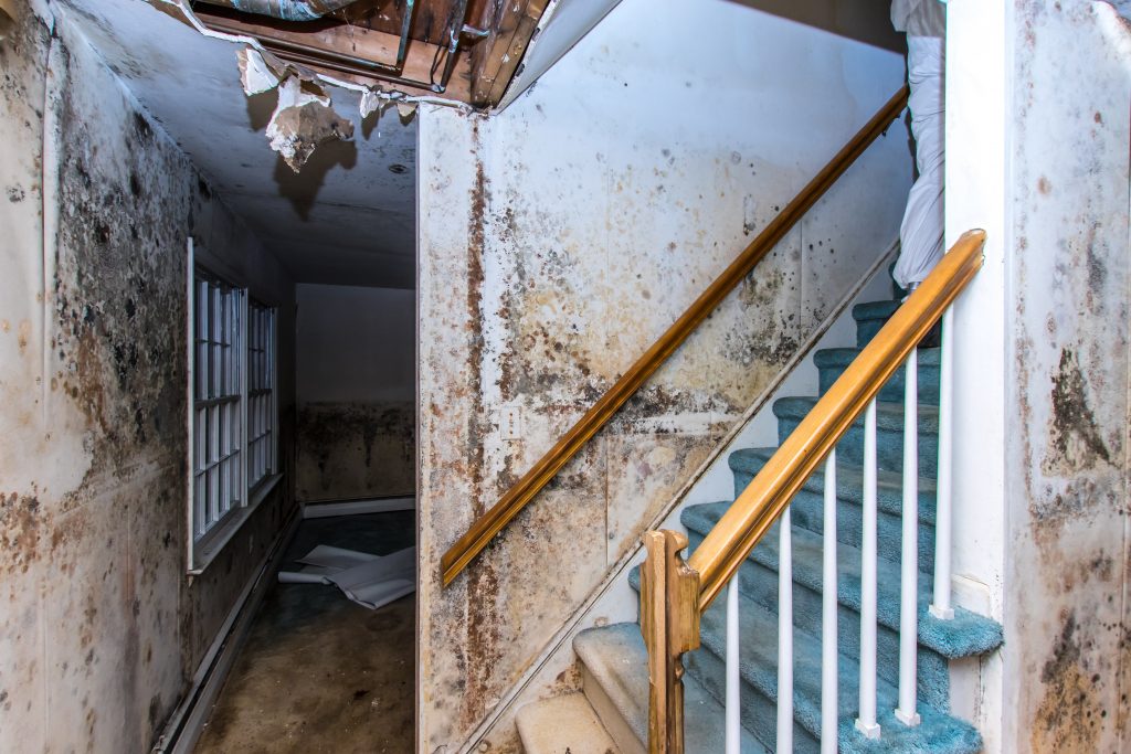 Three Common Causes of Toxic Building Mold CED Technologies, Inc.