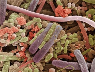 b2ap3_thumbnail_Tounge-Bacteria.jpg