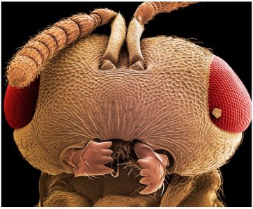 b2ap3_thumbnail_Wasp-Head.jpg