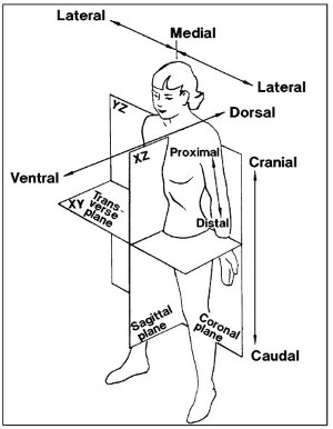 Biomechanical Engineering - Product Liability and Machinery Cases