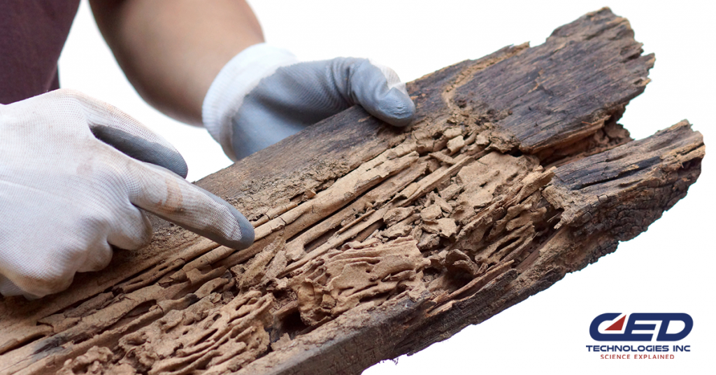 Wood You Know the Difference? Termite Damage vs. Dry Rot CED Technologies, Inc.